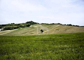 Vendita Terreno Agricolo - Terreno agricolo Volturara Appula - foto 8
