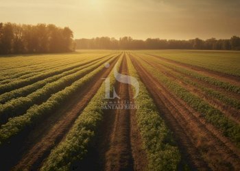 Vendita Terreno Agricolo - Terreno agricolo Volturara Appula - foto 16