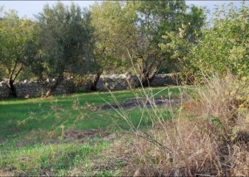 DSC_5962.jpg - Rustico C.DA SCARDACUCCO, Modica - foto 6