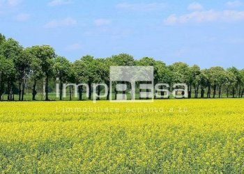 Terreno agricolo Montebelluna - foto 1