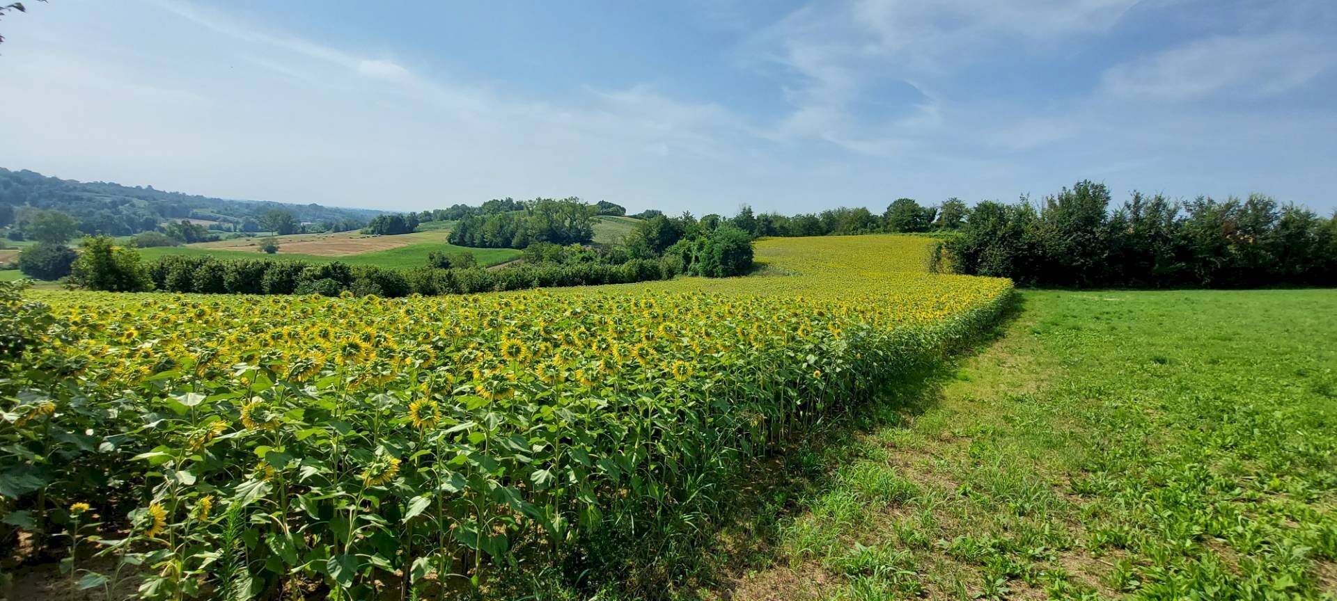 Terreno agricolo Via Roma, Andezeno - foto 2