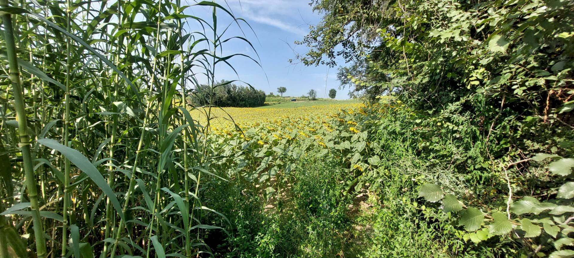 Terreno agricolo Via Roma, Andezeno - foto 3