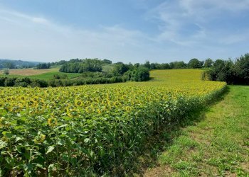 Agricultural land Via Roma, Andezeno - photo 2
