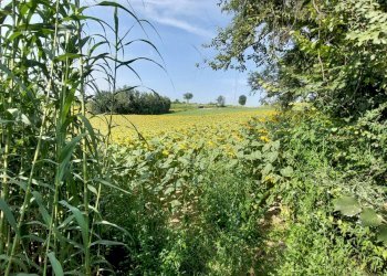 Agricultural land Via Roma, Andezeno - photo 3