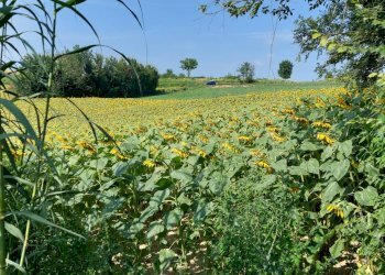 Agricultural land Via Roma, Andezeno - photo 4