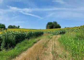 Agricultural land Via Roma, Andezeno - photo 5