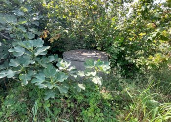 Agricultural land Via Roma, Andezeno - photo 6