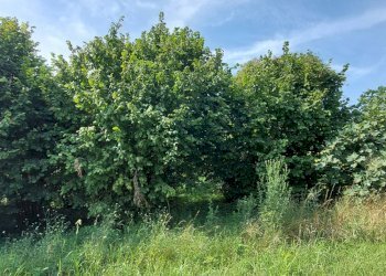 Agricultural land Via Roma, Andezeno - photo 7