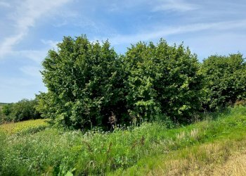 Agricultural land Via Roma, Andezeno - photo 8
