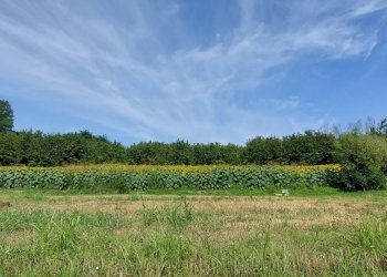 Agricultural land Via Roma, Andezeno - photo 9