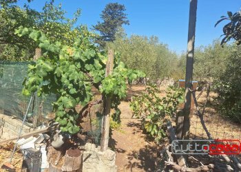 Casa indipendente CONTRADA SAN BIAGIO, Scicli - foto 6
