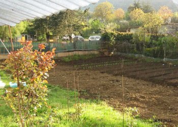 WhatsApp Image 2024-07-22 at 10.54.44 (3).jpeg - Terreno agricolo VIA DEI PIOPPI, Tivoli - foto 5