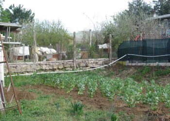 WhatsApp Image 2024-07-22 at 10.54.44.jpeg - Terreno agricolo VIA DEI PIOPPI, Tivoli - foto 6