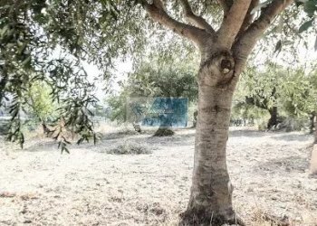 Villa CONTRADA METI, Noto - foto 27