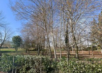 Agricultural land via asinari, Bentivoglio - photo 8