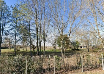 Agricultural land via asinari, Bentivoglio - photo 10