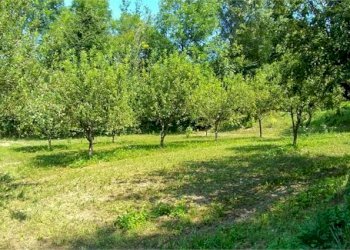 Azienda agricola Castiglione Torinese - foto 12