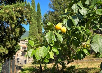 appartamento borgo giardino (39).jpg - Appartamento Via della Lungara 49, Montecchio - foto 5