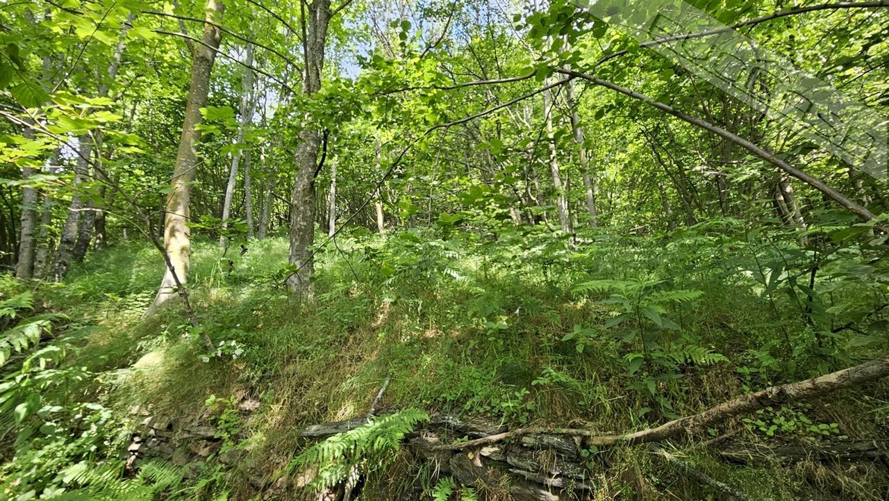 Rustic Via Della Buffa snc, Pramollo - photo 2