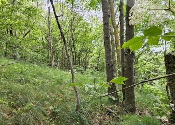 Rustico Via Della Buffa snc, Pramollo - foto 8