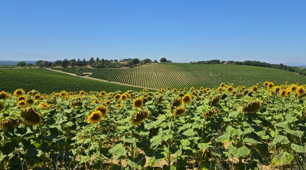 tenuta orvieto  (19).jpg - Casale Strada provinciale 92 snc, Baschi - foto 1