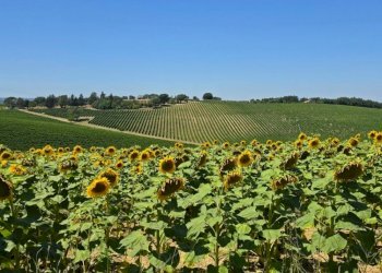 tenuta orvieto  (19).jpg - Casale Strada provinciale 92 snc, Baschi - photo 1