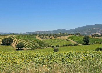 tenuta orvieto  (15).jpg - Casale Strada provinciale 92 snc, Baschi - photo 8