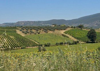 tenuta orvieto  (13).jpg - Casale Strada provinciale 92 snc, Baschi - photo 14