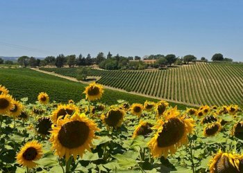 tenuta orvieto  (20).jpg - Casale Strada provinciale 92 snc, Baschi - photo 17