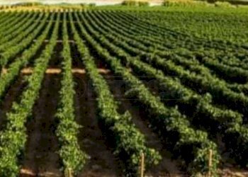 Terreno # 1.jpeg - Terreno agricolo Mazara del Vallo - foto 1