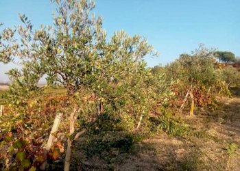 3.jpeg - Terreno agricolo Mazara del Vallo - foto 2