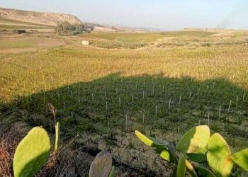 5.jpeg - Terreno agricolo Mazara del Vallo - foto 4