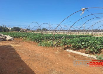 Casa indipendente CONTRADA CEO, Scicli - foto 16