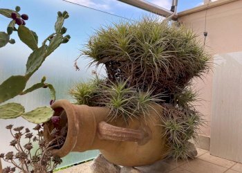 terrazzo - Three-room apartment Via Cianastri 11, Borghetto Santo Spirito - photo 22