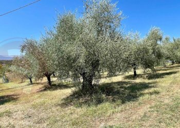 Terreno edificabile Via Campogrande, Colfelice - foto 6