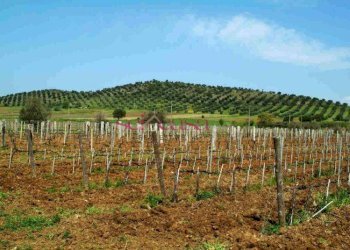 Azienda agricola Capalbio - foto 13