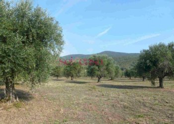 Rustico Castiglione della Pescaia - foto 2