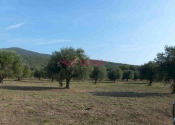 Rustico Castiglione della Pescaia - foto 8