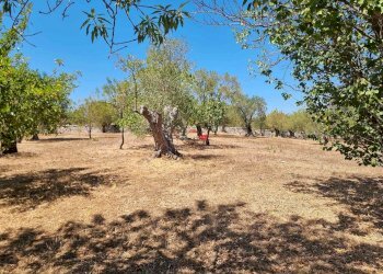 Trullo C.da Fasola, Cisternino - foto 32
