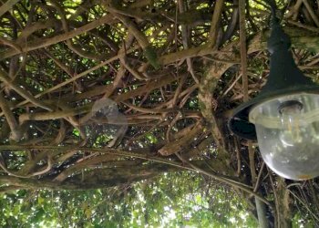 WhatsApp Image 2024-08-08 at 16.05.38 (2).jpeg - Porzione di casa Via Trento e Trieste snc, Calice al Cornoviglio - foto 18