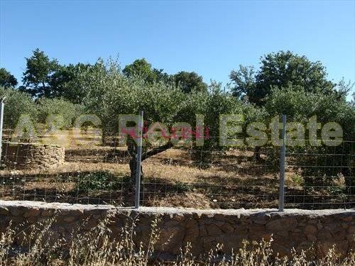 Azienda agricola Magliano in Toscana - foto 3