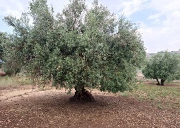 PHOTO-2024-08-02-12-36-53.jpg - Rustico vanella 74, Modica - foto 5