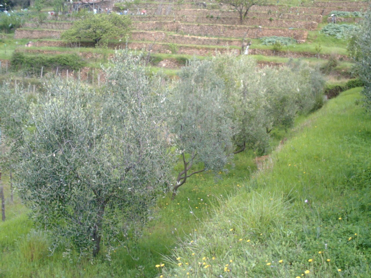 IMAG0206.JPG - Rustico Monte Argentario - foto 3