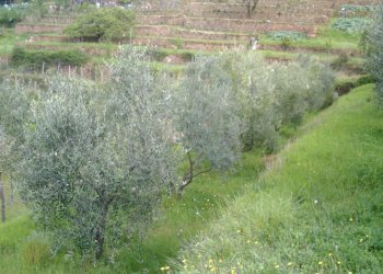 IMAG0206.JPG - Rustico Monte Argentario - foto 3