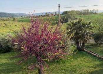 Rustico Magliano in Toscana - foto 7