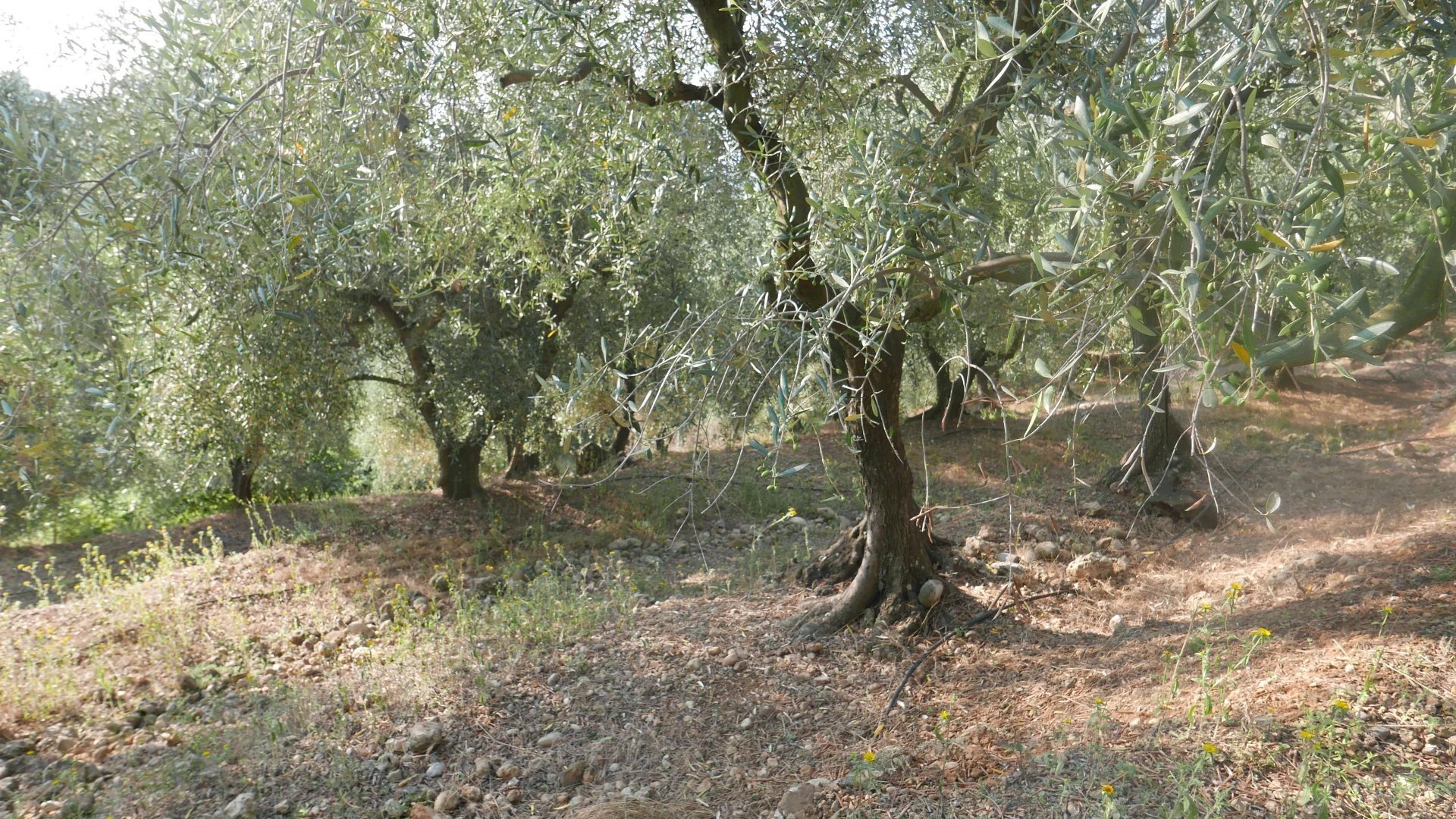 Terreno edificabile Strada Ciaixe, Camporosso - foto 3