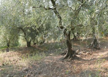 Terreno edificabile Strada Ciaixe, Camporosso - foto 3