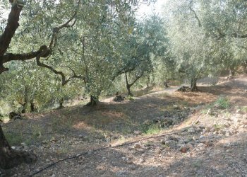 Terreno edificabile Strada Ciaixe, Camporosso - foto 4