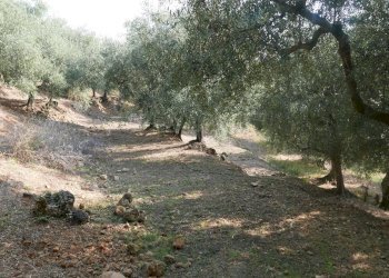 Terreno edificabile Strada Ciaixe, Camporosso - foto 7