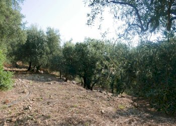 Terreno edificabile Strada Ciaixe, Camporosso - foto 8